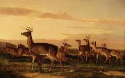 John James Audubon Startled Deer A Prairie Scene oil